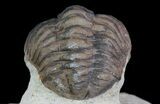 Pair Of Enrolled Morocops Trilobites - Foum Zguid, Morocco #68757-6